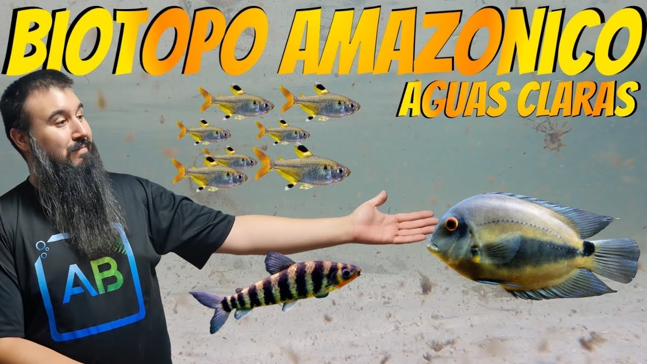 BIOTOPO AMAZÓNICO REAL (AGUAS CLARAS) en 7 PASOS | Peces, plantas y parámetros exactos