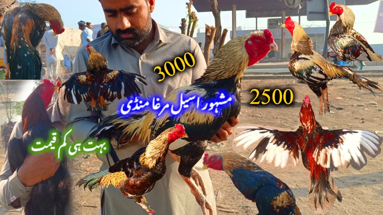 🐓Laliya Aseel Murga Mandi Khobsort Breeder Murga Murgiya A Gai #petsvlog #aseel