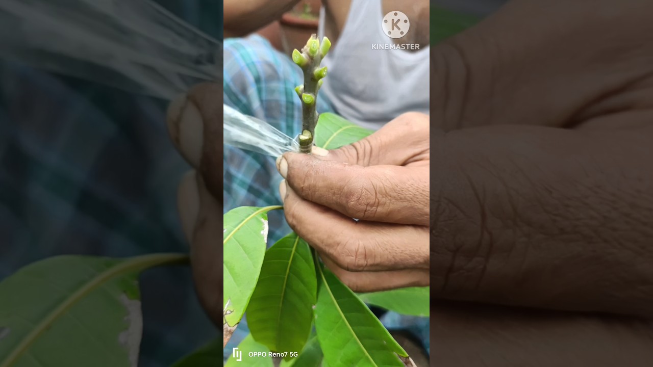 Three Multi grafting On One Mango Tree|bHow To Graft Mango Tree|आम पर  ग्राफ्टिंग कैसे करें#shorts