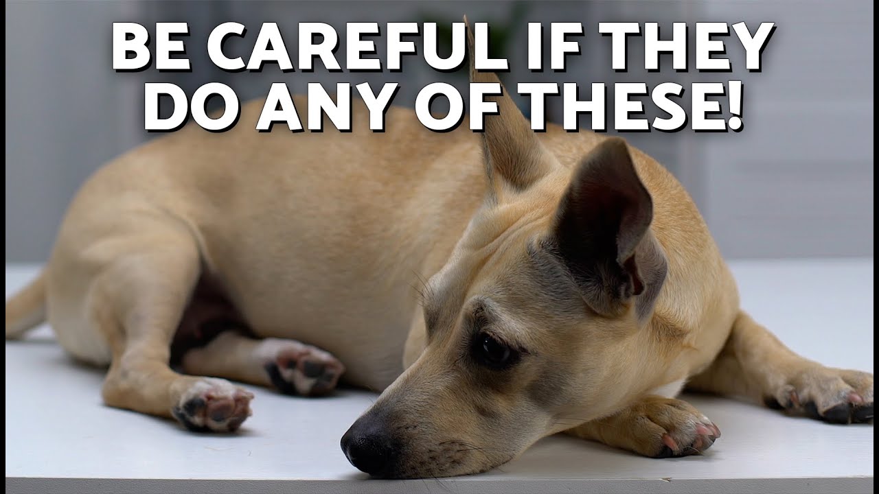 How Do I Know if My DOG Has a STOMACH ACHE? 🤕🐶❗ (8 Clear Signs of an Upset Stomach)