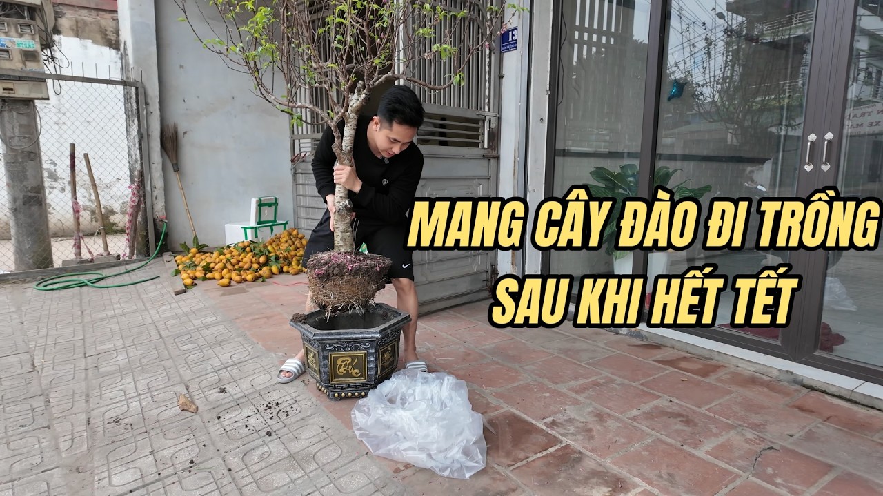 Mang Cây Đào Đi Trồng Sau Khi Hết Tết