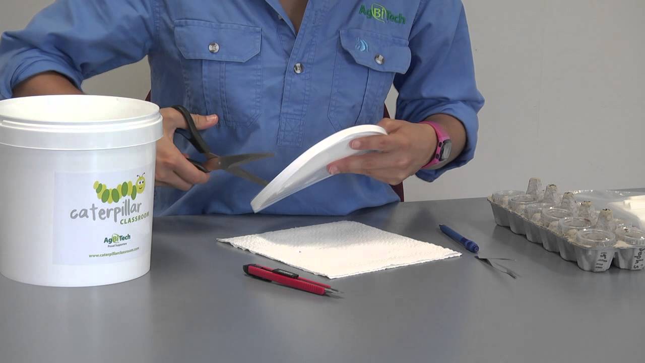 Caterpillar Classroom: How to rear Helicoverpa