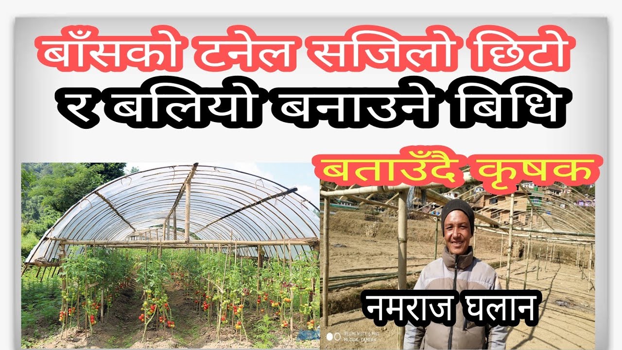 बाँसको टनेल बनाउने सजिलो तरिका,सम्पुर्ण जानकारि सहित #tunnel #tomato farming##agriculture #new