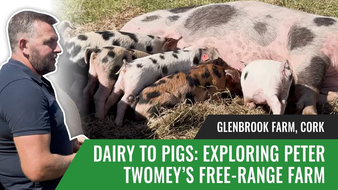 Dairy to Pigs: Exploring Peter Twomey&rsquo;s Free-Range Farm at Glenbrook Farm