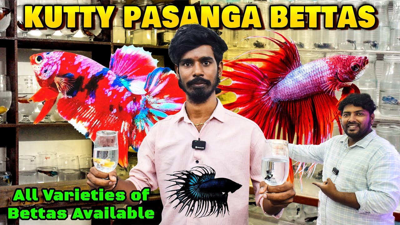 Cheap and Best Imported Betta Fish Shop in Kolathur Fish Market | Kutty Pasanga Betta Shop Tour