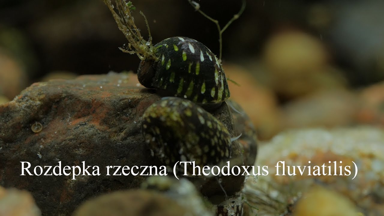 Rozdepka rzeczna (Theodoxus fluviatilis). River nerite