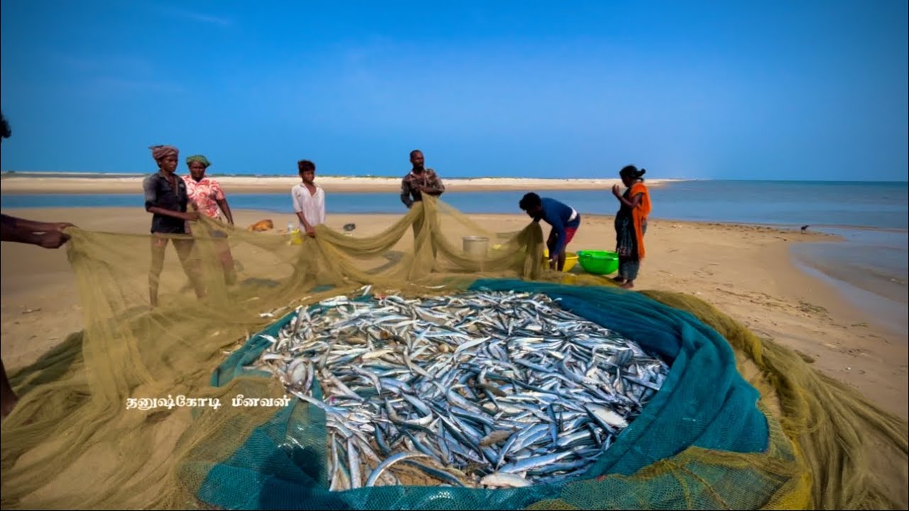 Are there so many mural fish in the Dhanushkodi coastal area?