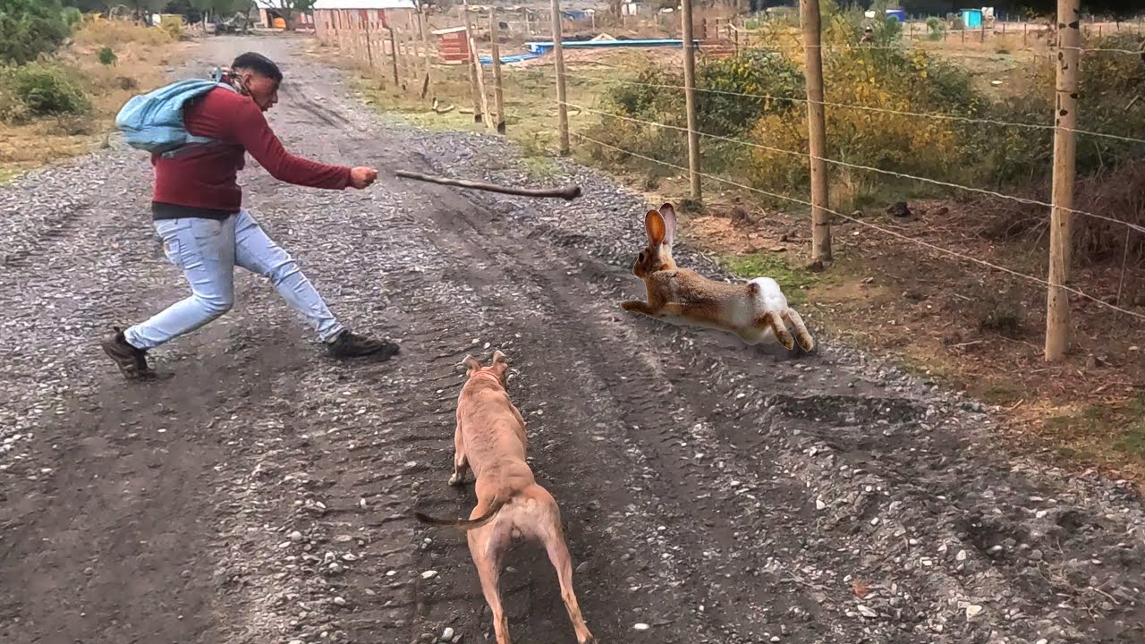 #16 - &iexcl;Galgos y palos imparables! La cacer&iacute;a m&aacute;s extrema de conejos | Conejeando 2025 Quill&oacute;n