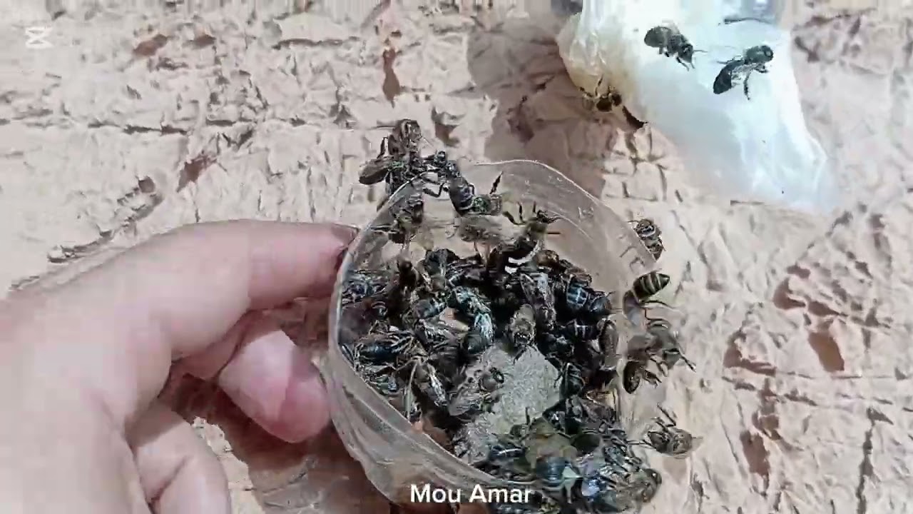 البحث عن خلايا النحل البري في جبال فكيك . وكأس شاي بعد العثور على الخلية ❤️ 