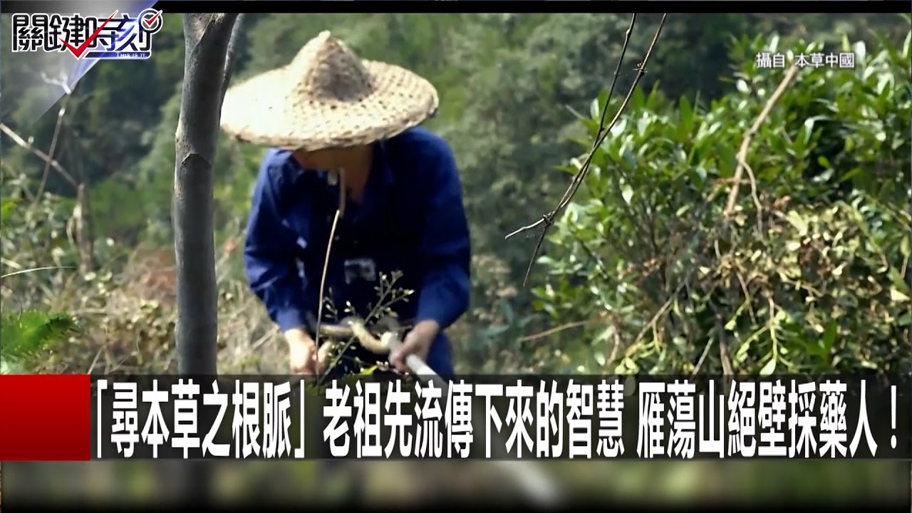 「尋本草之根脈」老祖先流傳下來的智慧 雁蕩山絕壁採藥人！ 馬西屏 朱學恒 20161115-4 關鍵時刻
