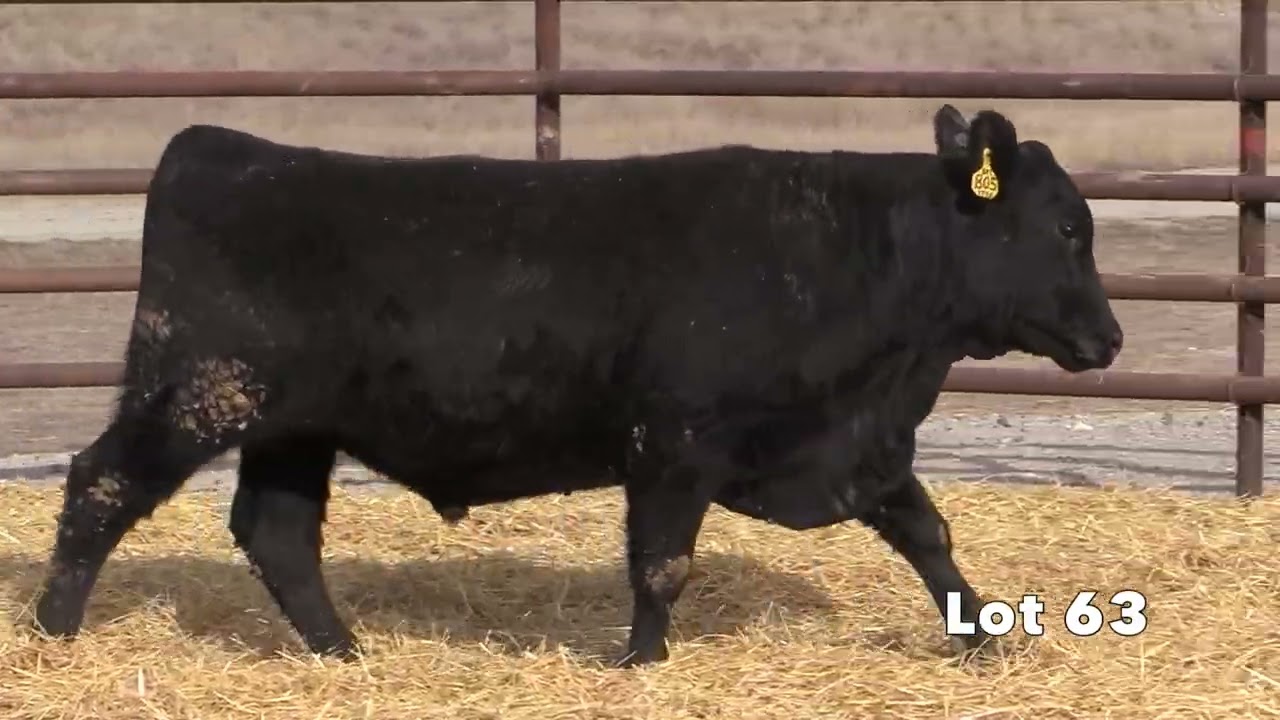 Kimm Angus Lot 63