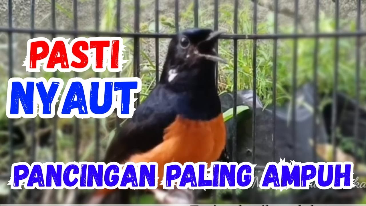 PASTI GACOR 🔴 PANCINGAN MURAI BATU GACOR JADIKAN BURUNG MURAI BATU CEPAT BUNYI GACOR NYAUT