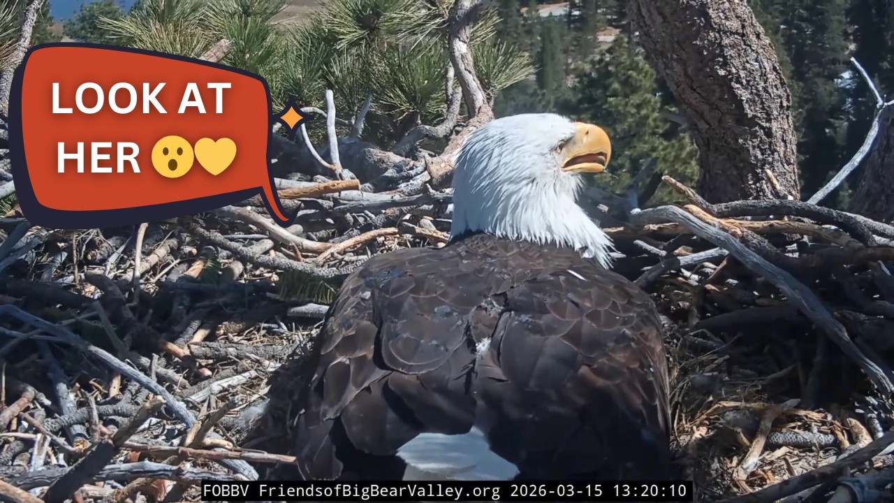 The Most Beautiful Close Up of Jackie on the Nest 😮 | Jackie & Shadow FOBBV Nest Cam 2026