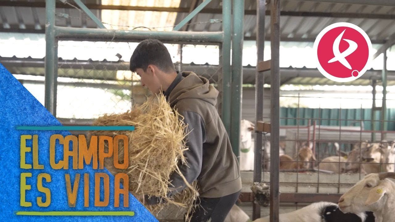 Jose cambia la cama de sus cabras | El campo es vida