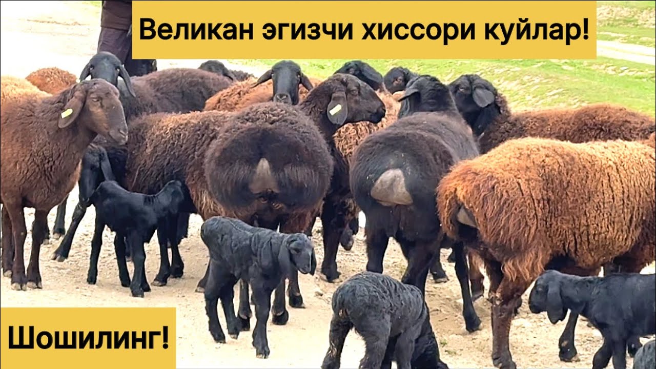 Великан эгизчи куйлар! 955860040☎️ 883100698☎️ 970703036☎️