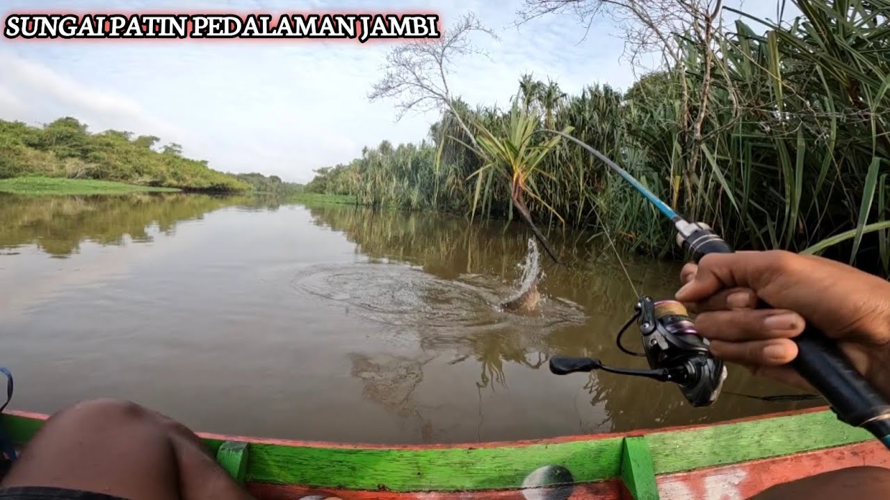 Mancing ikan terganas dan mancing gurame di sungai pedalaman Jambi - sungai patin -