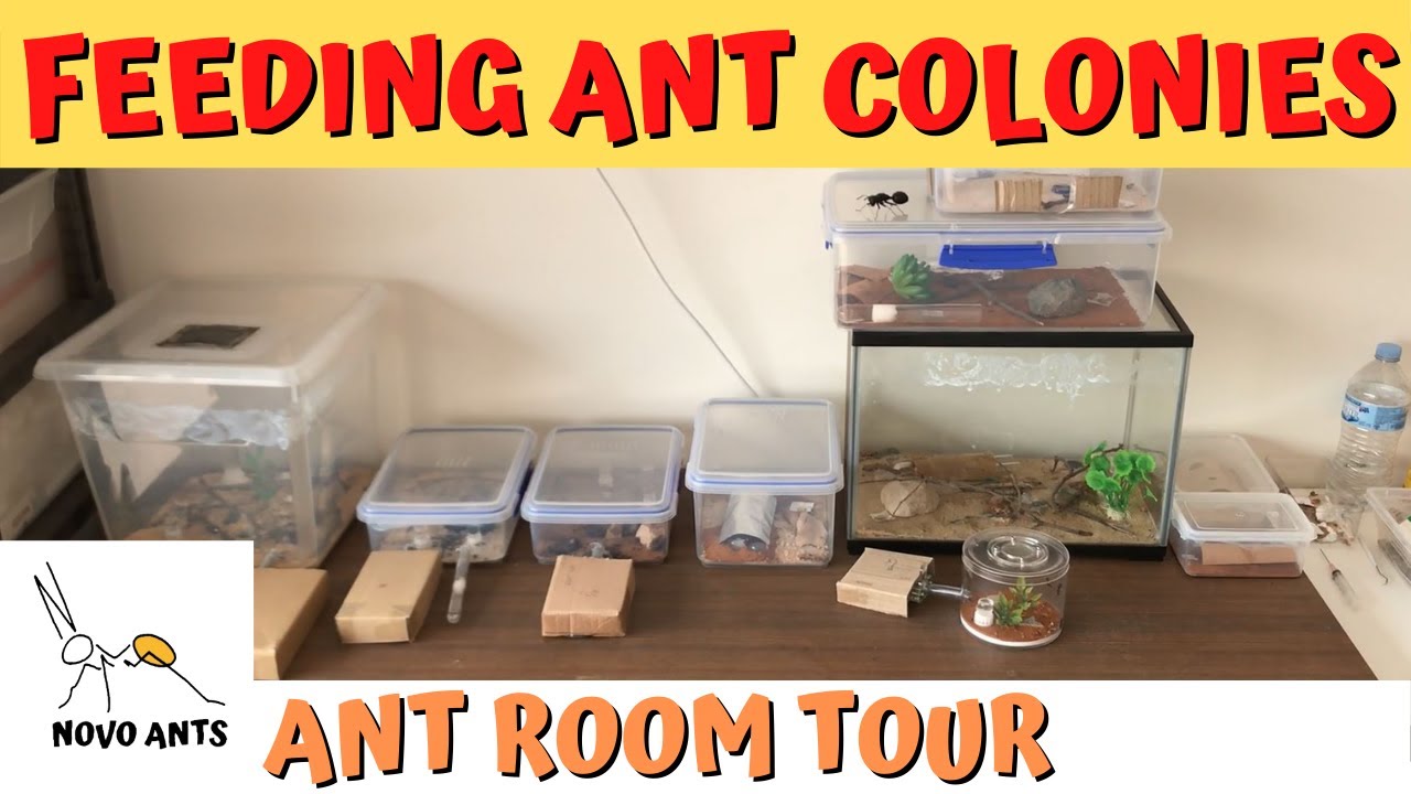Feeding ant colonies - Ant keeping tips - Novo Ants