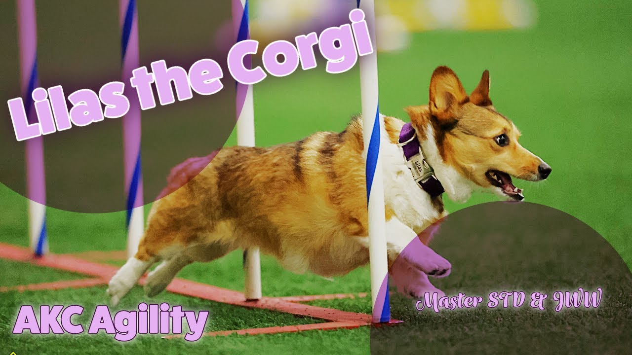 Derby City Agility Association - AKC Agility Trial - Jun 2023