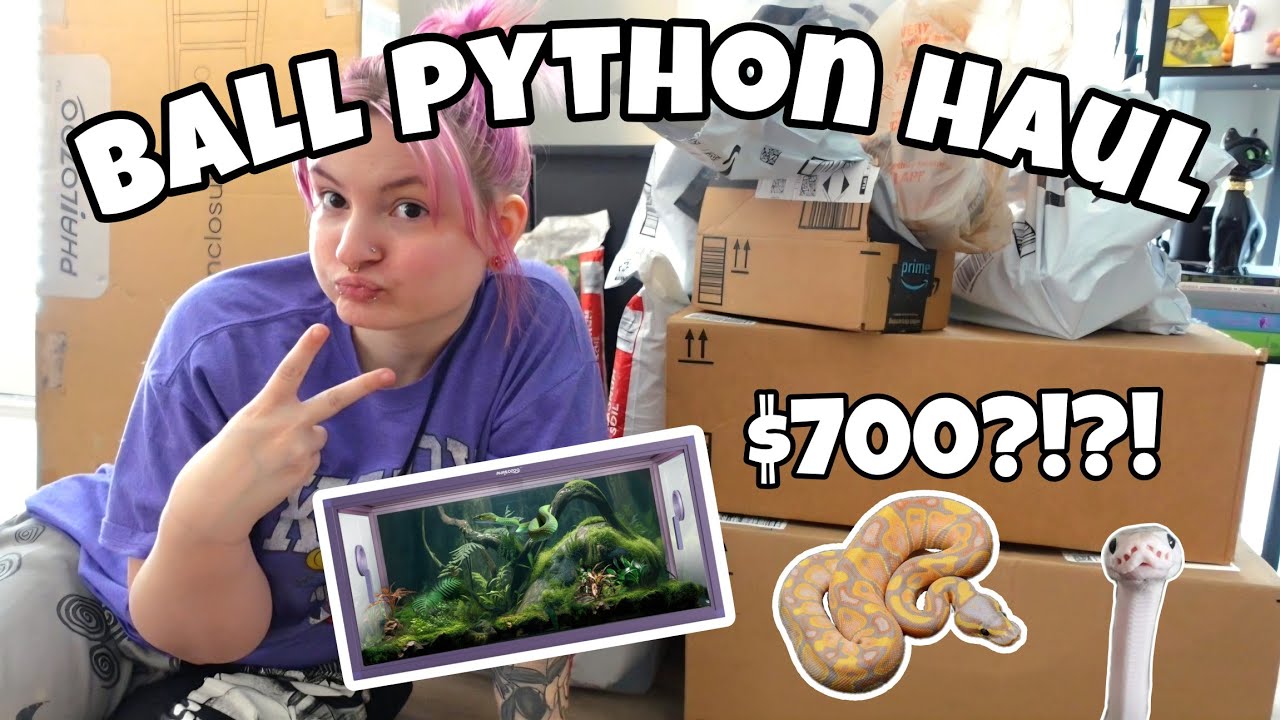 HUGE BALL PYTHON HAUL🐍🥰