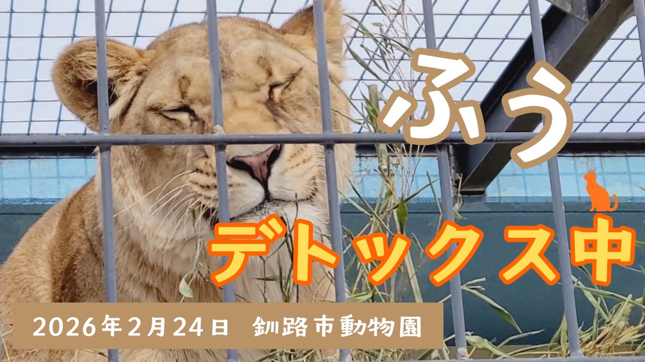【釧路市動物園 ライオン】ただただ、フウが草を食べてるだけの動画《2026.2.24》