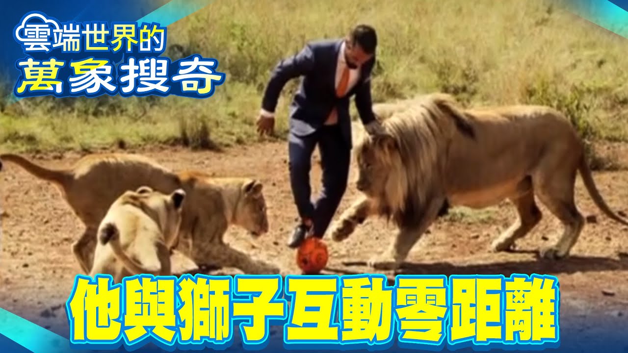 簡直令人難以相信 他與獅子「零距離｣【雲端世界】@雲端世界