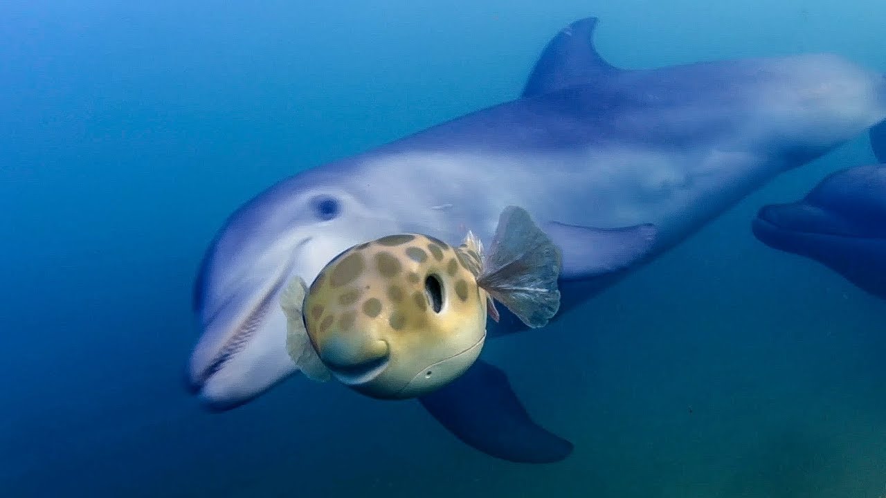 Delfiny bawią się w łapanie rozdymki | Szpiedzy wśr&oacute;d zwierząt