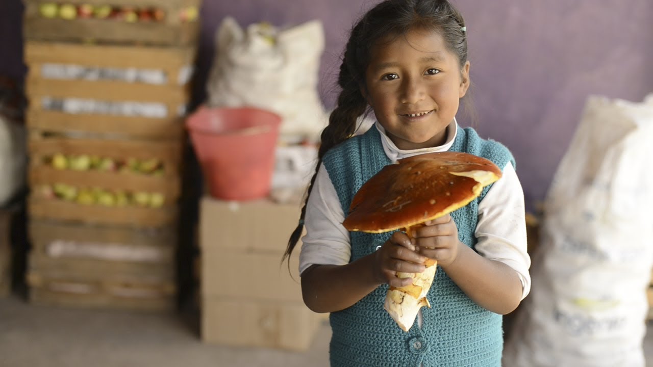 HÁBITAT 6 - Aprovechamiento de Hongos en Bosques Templados