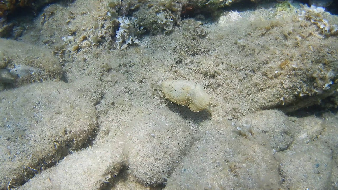 Common cuttlefish (Sepia officinalis)