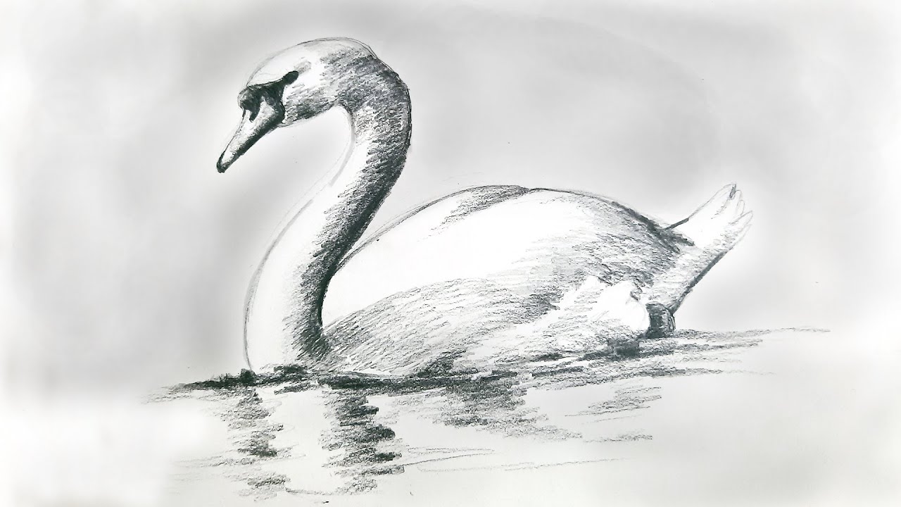 How to draw a swan by pencil | সহজ হাঁস ড্রয়িং | easy swan drawing