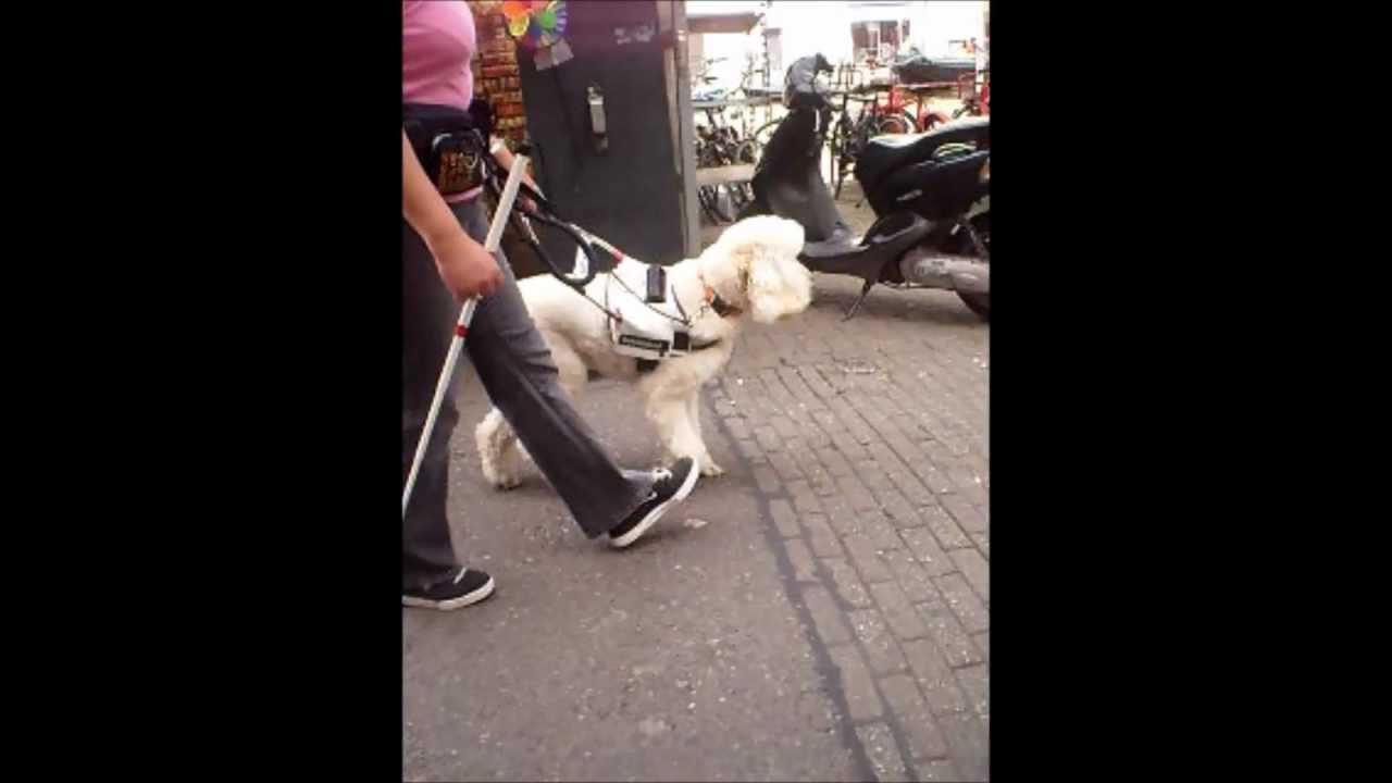Martin Gaus geleidehond Easy op de bloemenmarkt in Amsterdam  wmv