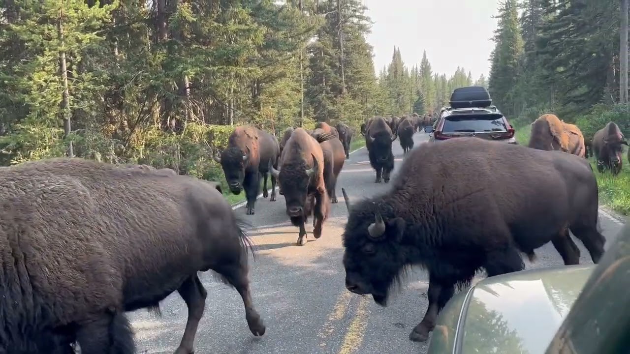 Epic Bison Jam