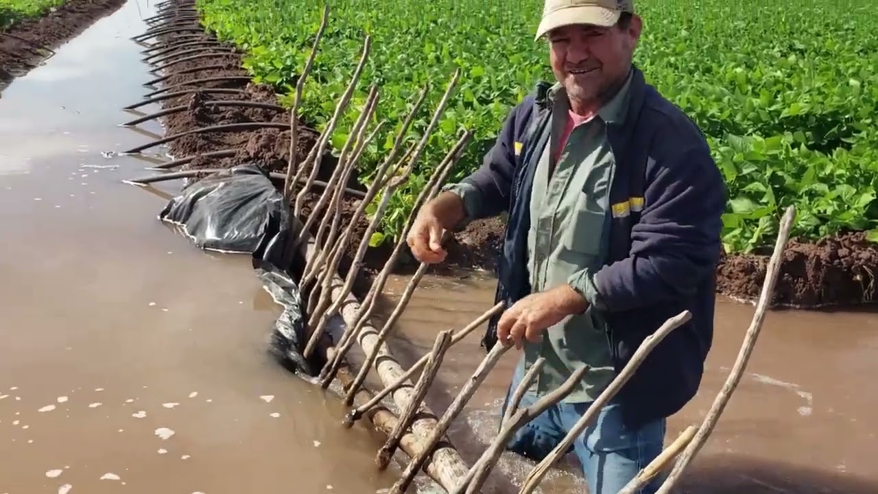 Riego rodado con sifón  para frijol reyna
