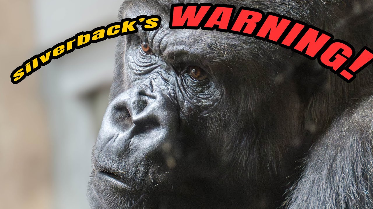 Momma Doesn’t Back Down from Silverback + Jameela & Kayembe’s Playtime