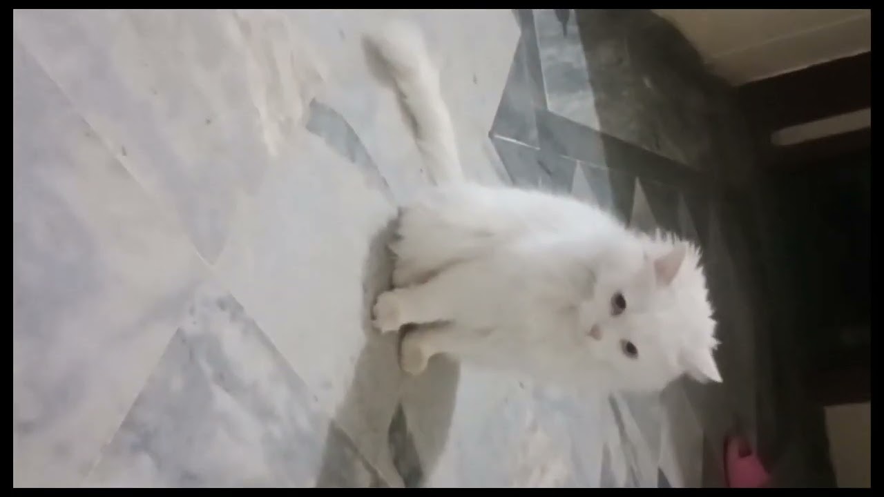 Gori thinking for a while than eat she eating her food #cat #cats #food