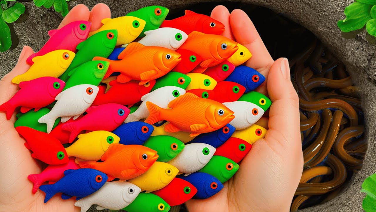 Catch Most Gorgeous Aquarium Fish in Giant Eggs, Bronze Guppy, Koi Fish Ornamental Catfish, Goldfish