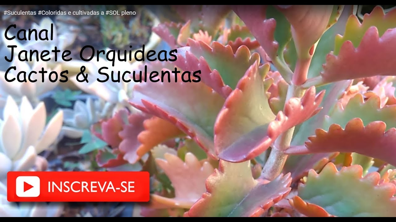 #Suculentas #Coloridas  e cultivadas  a #SOL pleno