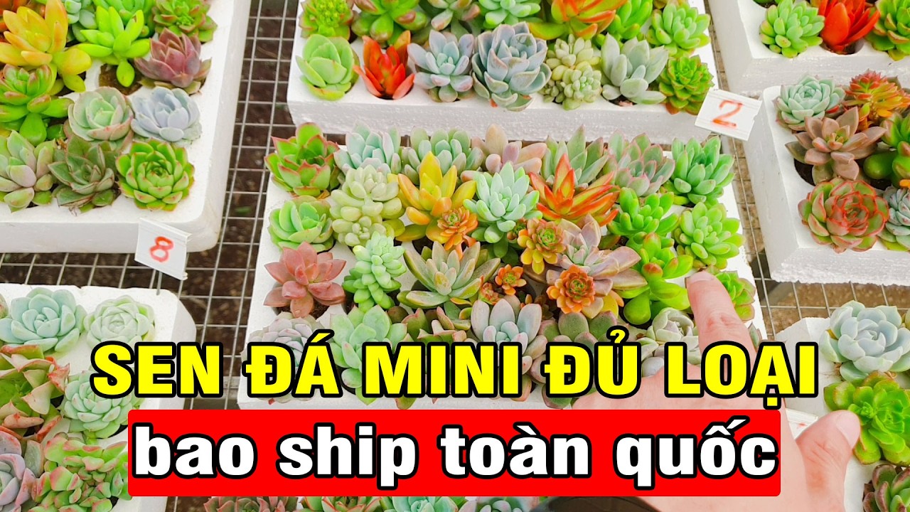 Bộ Sưu Tập Sen Đá Mini Siêu Đẹp – Bao Ship Toàn Quốc