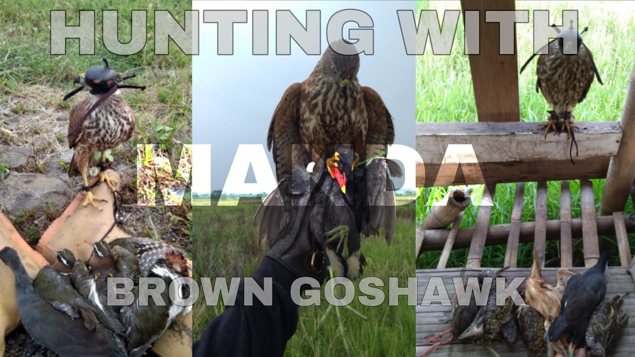 HUNTING WITH BROWN GOSHAWK 