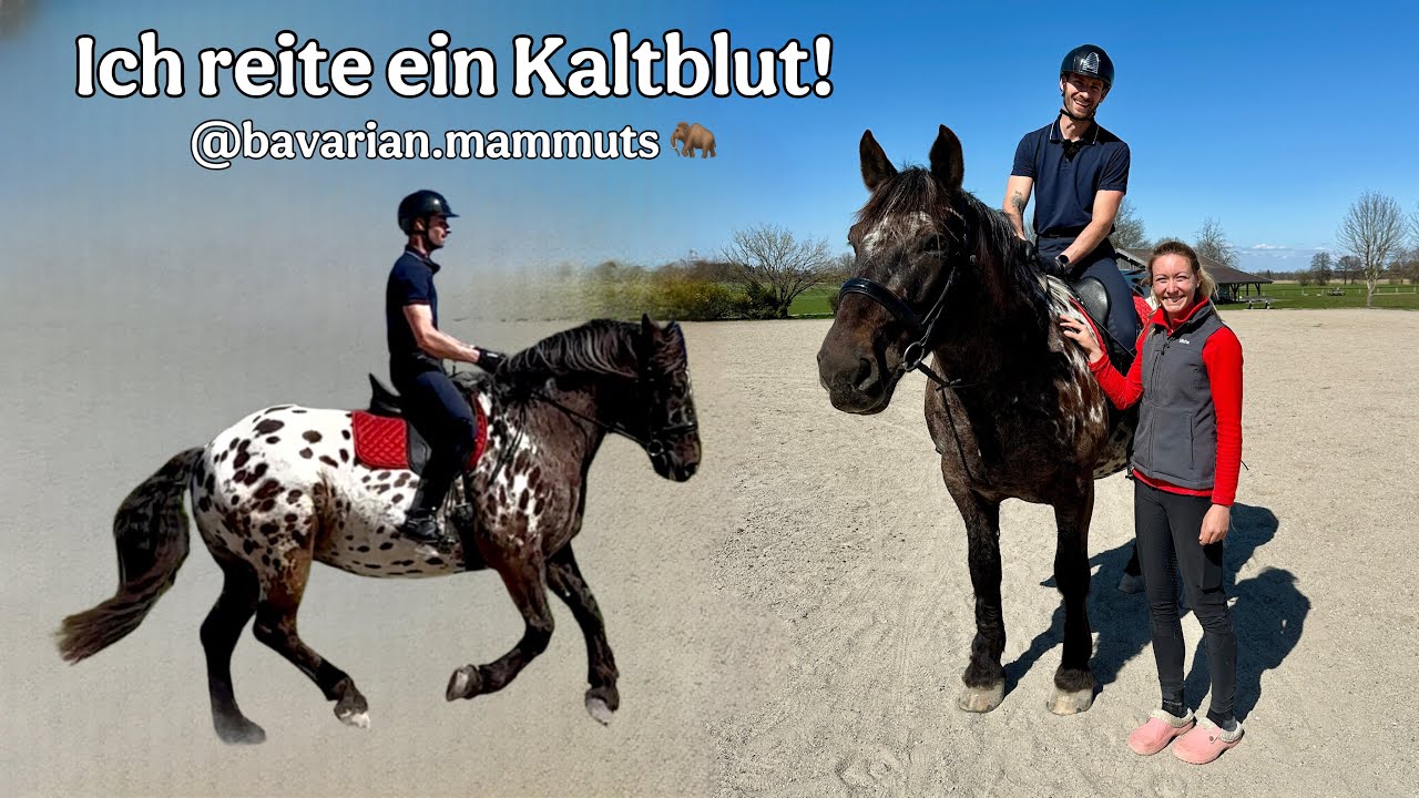 Zu Besuch bei Noriker Kaltblütern 🐴