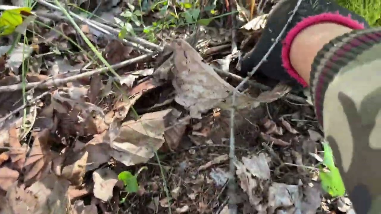 这期视频大家一定要看完，这是我今年采的最漂亮的蘑菇#上山采蘑菇