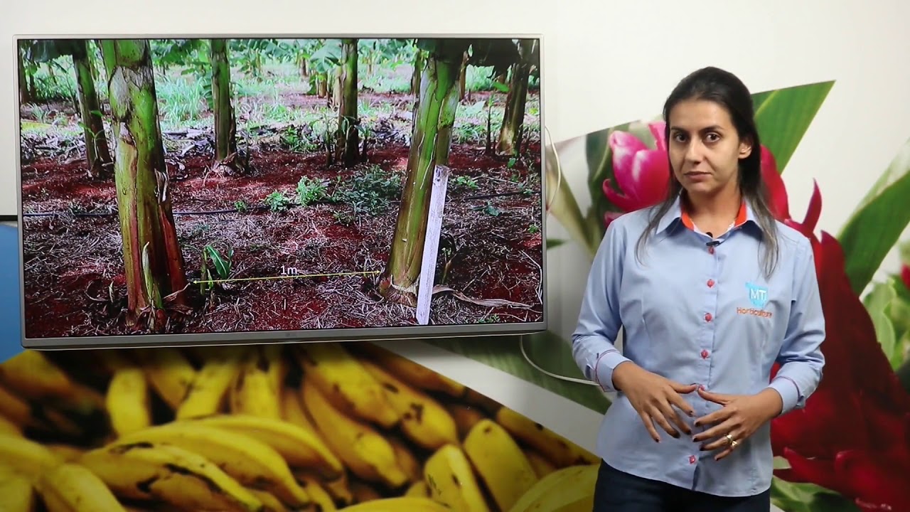 Novos espaçamentos de plantio para a Banana da Terra