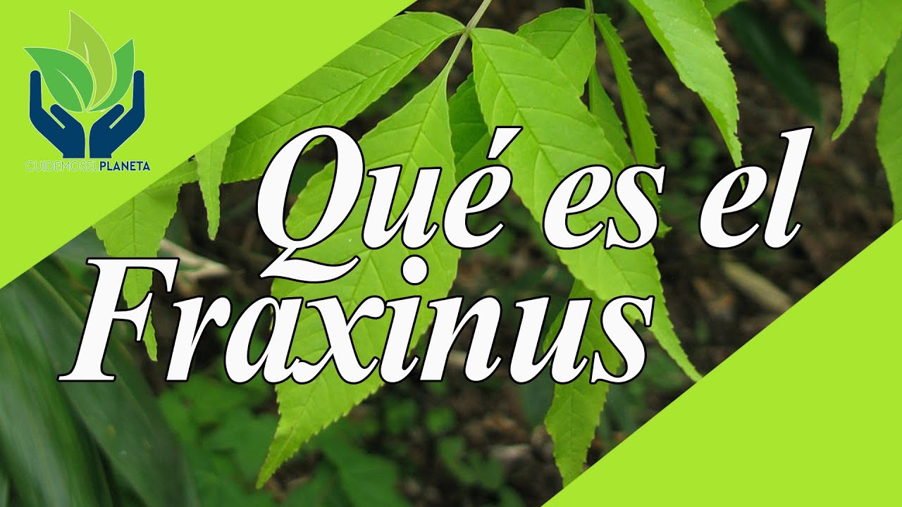 Fraxinus (fresno): tipos, características, cuidados...