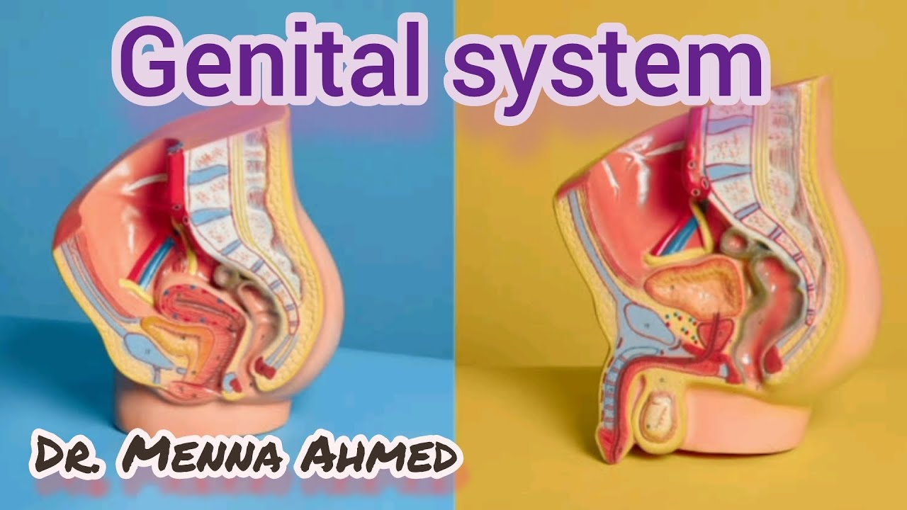 Genital system اناتومى تمريض🔰☘️