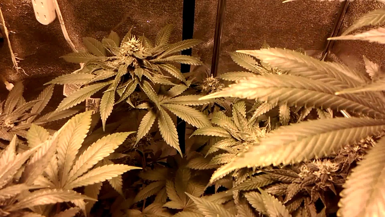 California Kush Part 1