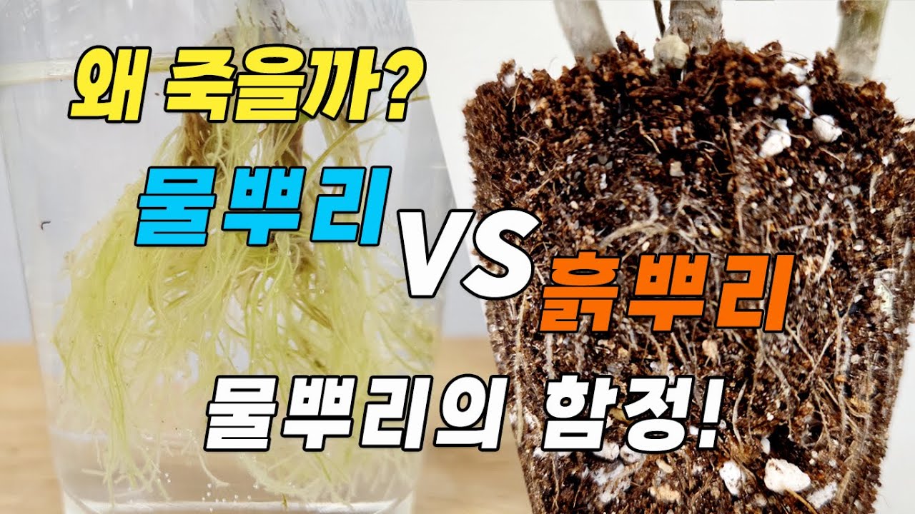 물꽂이 성공 후 흙에서 죽는 진짜이유! 물꽂이 후 흙에 심으면 죽는 이유! 물뿌리와 흙뿌리의 차이점!-홈가드닝 아파트정원 HomeGardening#plants