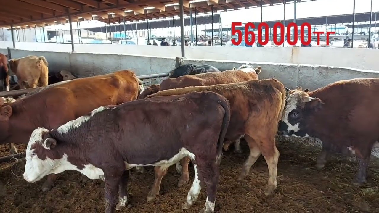 2022.11.23.г Карабулак кара мал базары багалары кандай  #карабулак #сиыр #мал #базар #жылкы #ат
