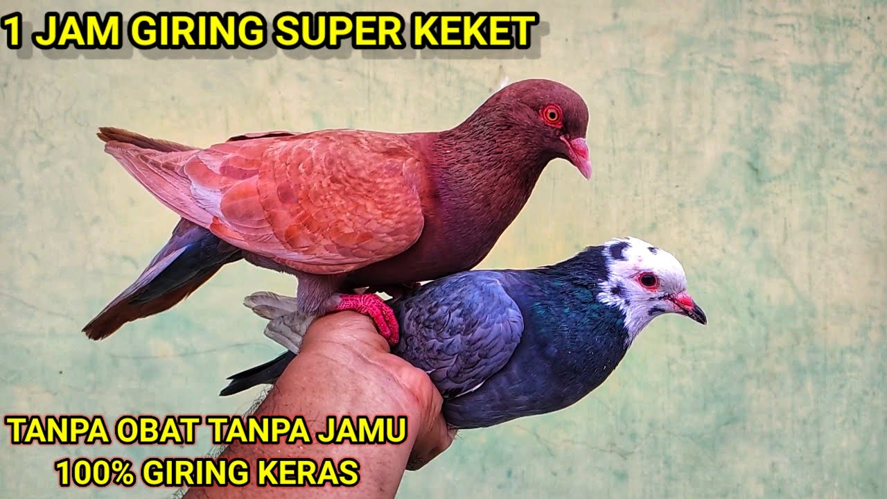 CARA AGAR MERPATI GIRING KEKET CUMA 1 JAM || Cara mengeketkan merpati giring dengan cepat