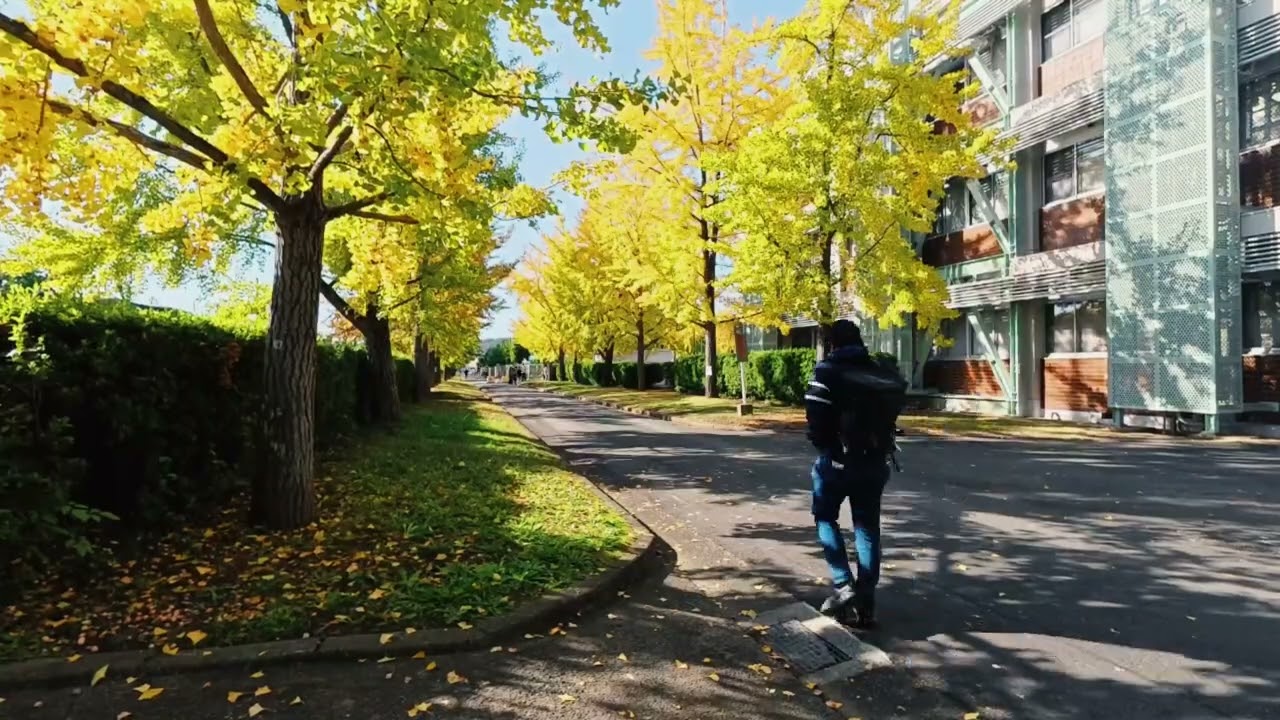 Yellow Autumn Leaves