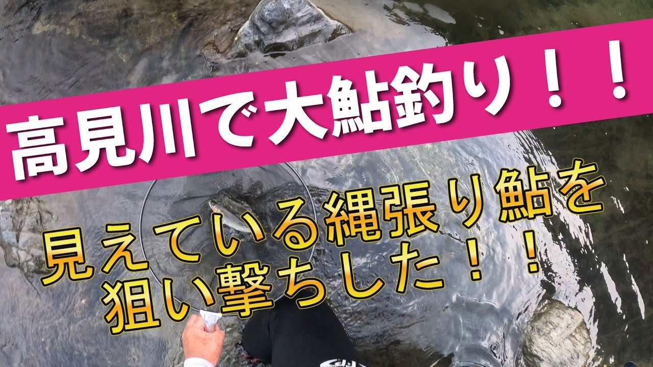 【高見川鮎釣り】見える縄張り鮎を釣る！＃鮎釣り＃高見川＃サイトフィッシング