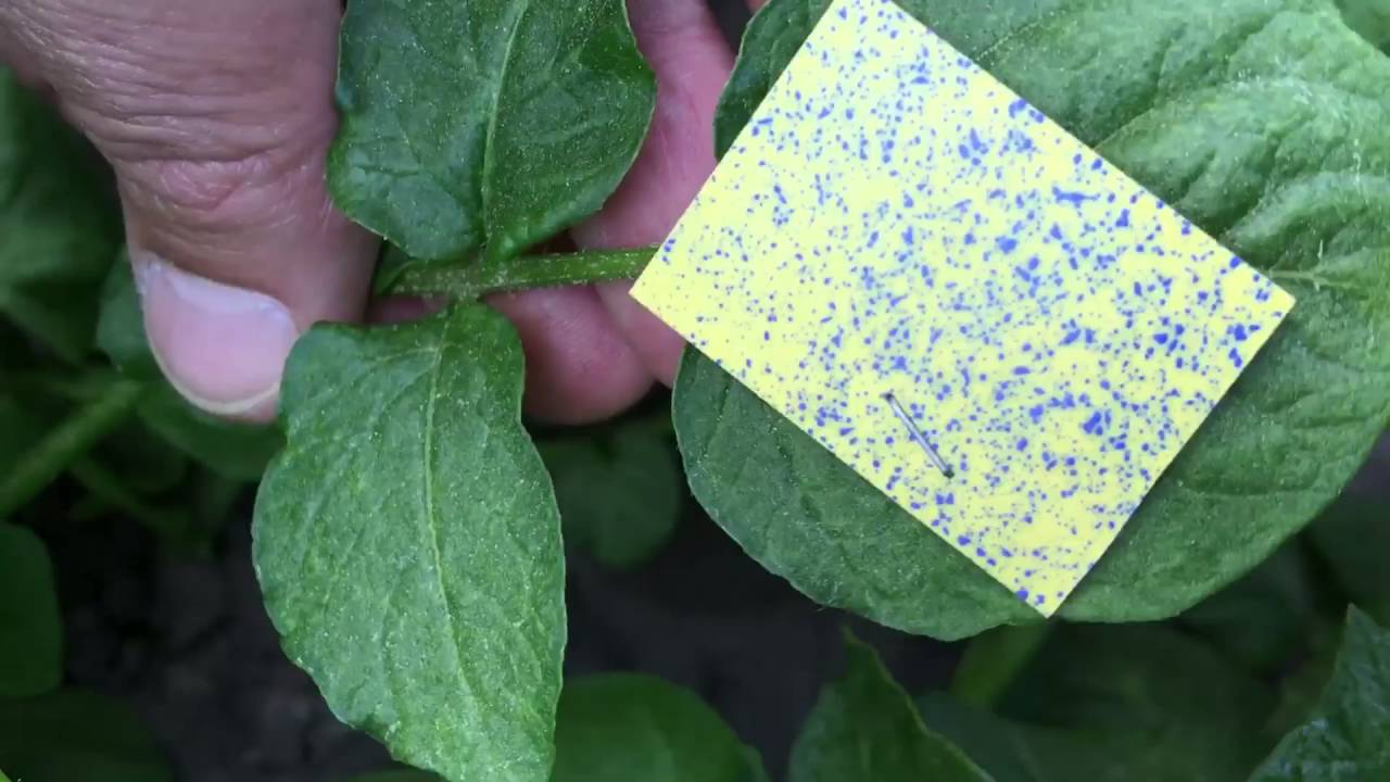 Toselli Cloud air-spraying potatoes